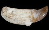 Rooted Mosasaur (Halisaurus) Tooth #43180-1
